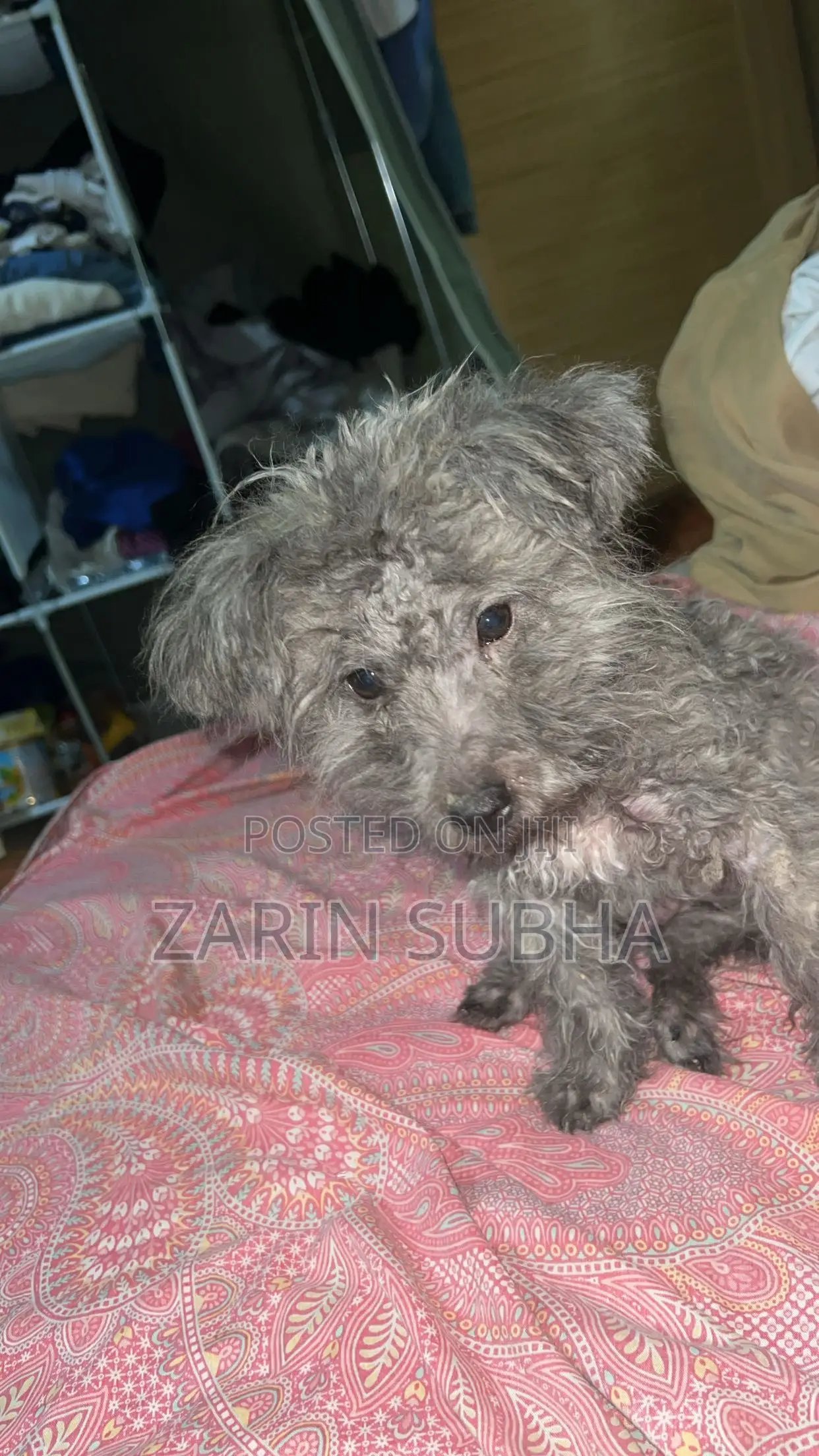 1-3 months Male Purebred Poodle