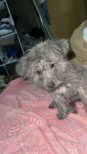 1-3 months Male Purebred Poodle