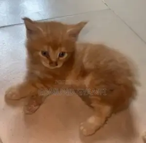 1-3 months Male Purebred Maine Coon
