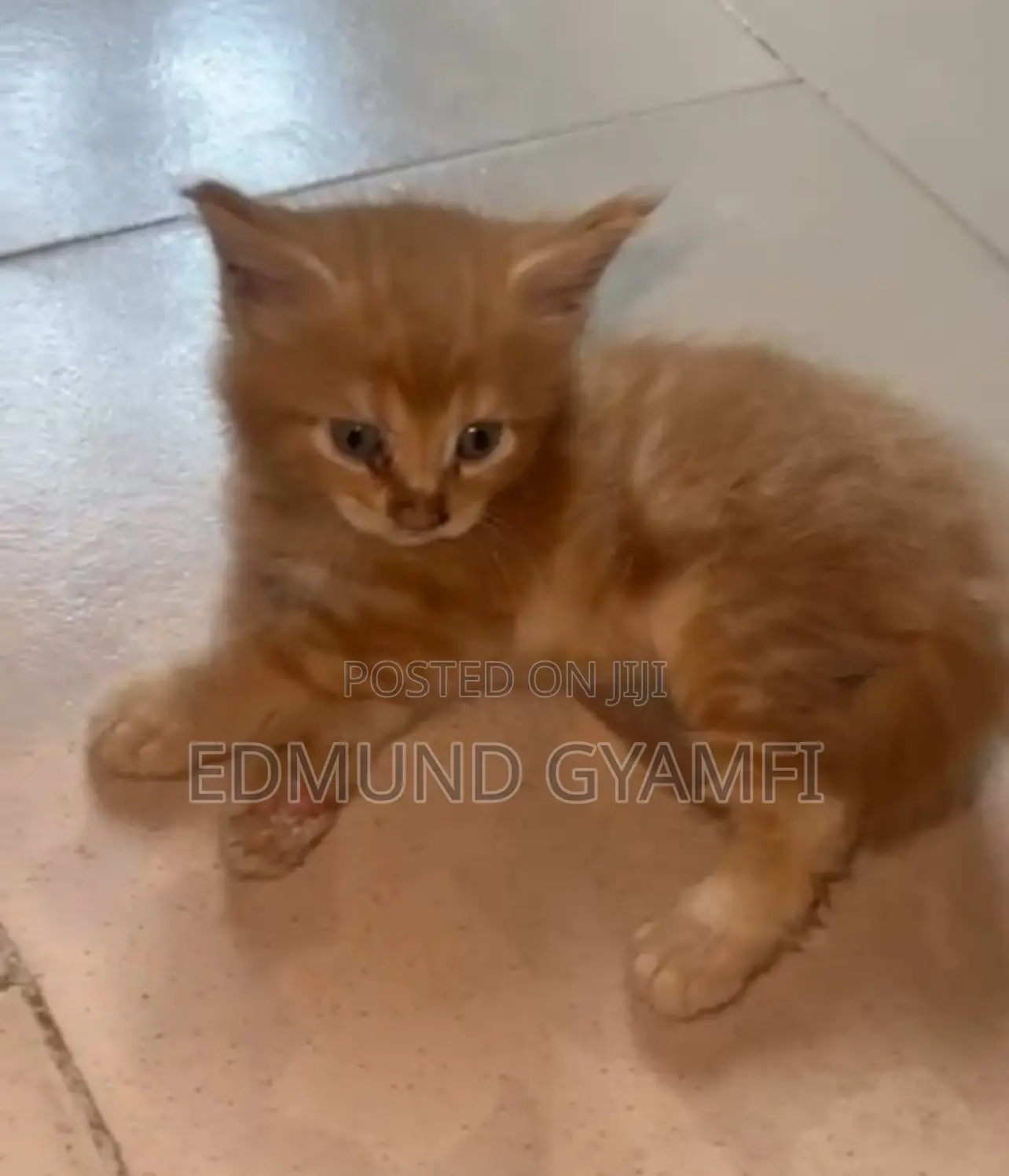1-3 months Male Purebred Maine Coon