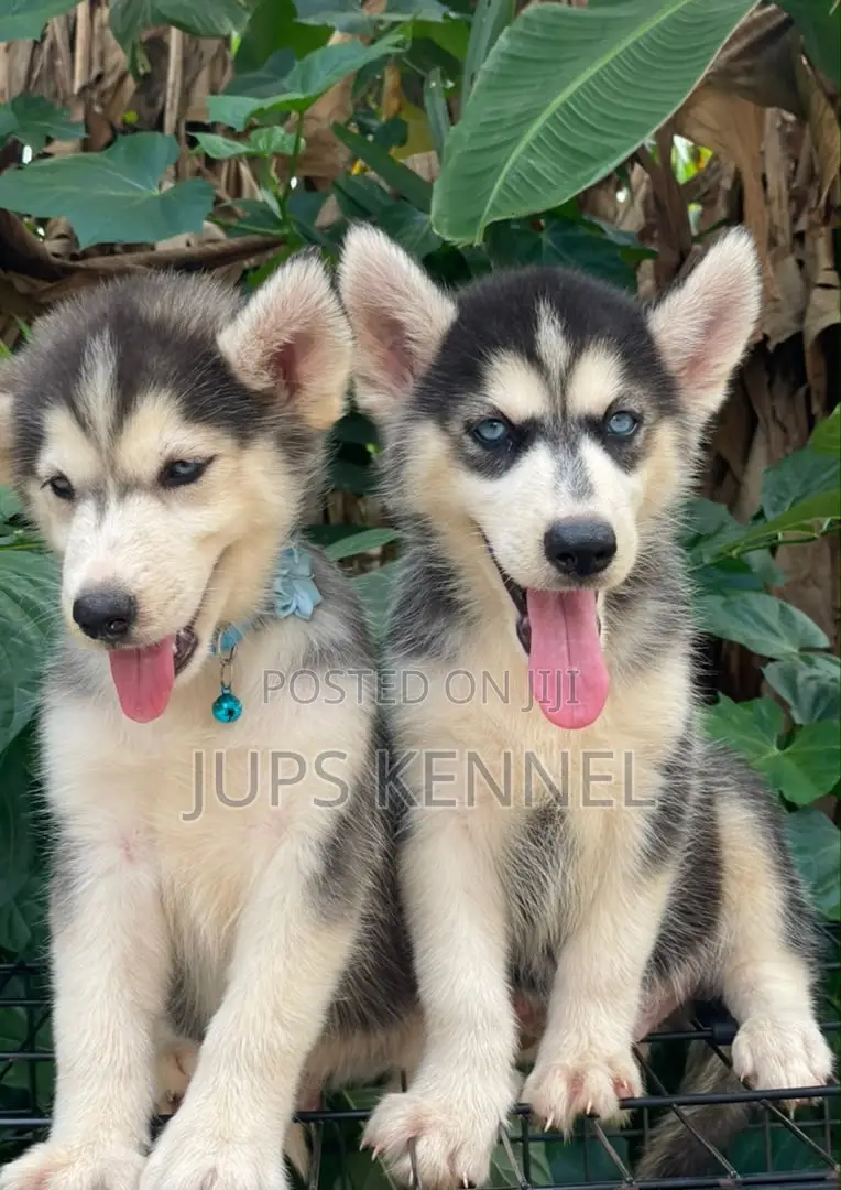 1-3 months Male Purebred Siberian Husky
