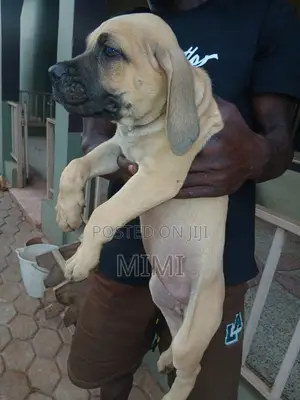 1-3 months Female Purebred Boerboel