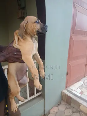 1-3 months Female Purebred Boerboel