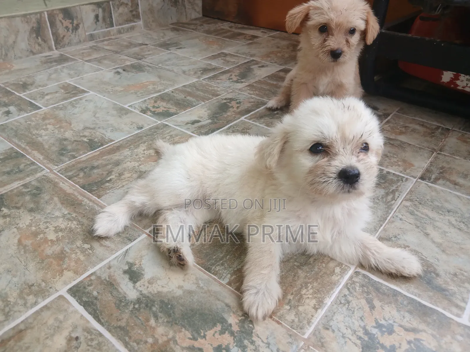 1-3 months Female Purebred Poodle