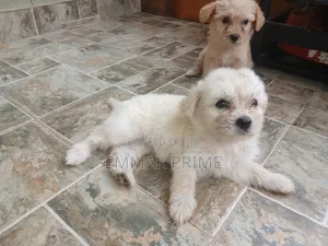 1-3 months Female Purebred Poodle