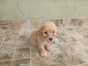 1-3 months Female Purebred Poodle