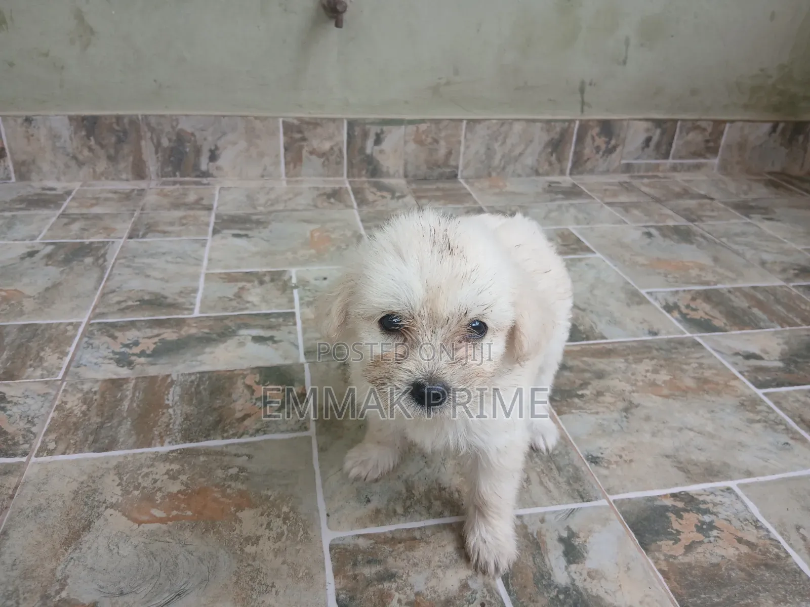 1-3 months Female Purebred Poodle