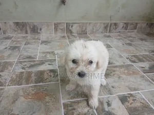 1-3 months Female Purebred Poodle