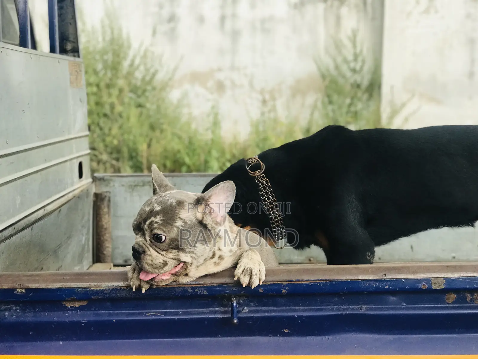1+ year Male Purebred French Bulldog