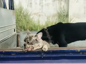 1+ year Male Purebred French Bulldog