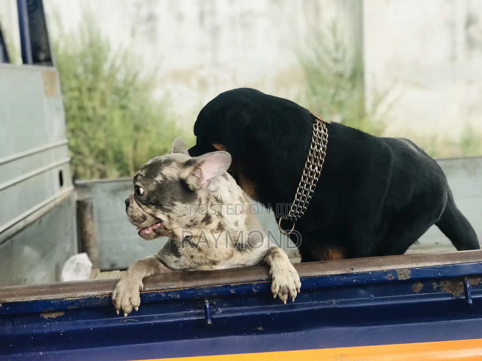 1+ year Male Purebred French Bulldog