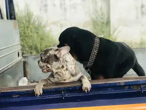 1+ year Male Purebred French Bulldog