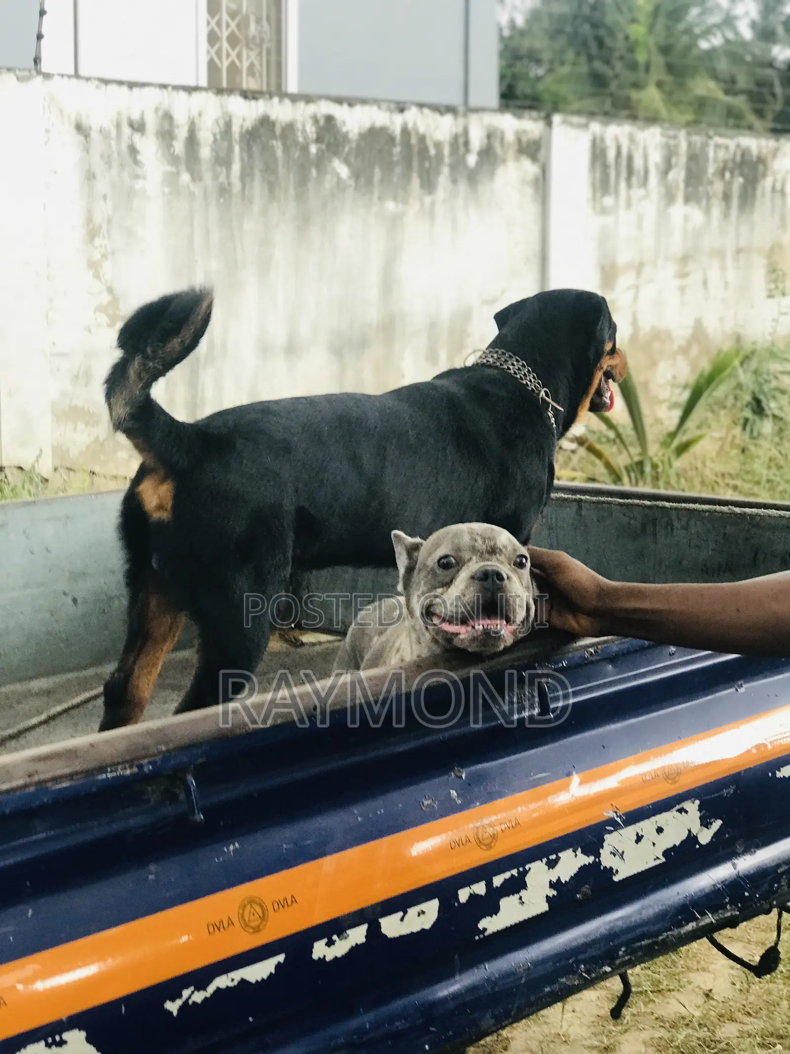 1+ year Male Purebred French Bulldog