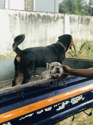 1+ year Male Purebred French Bulldog