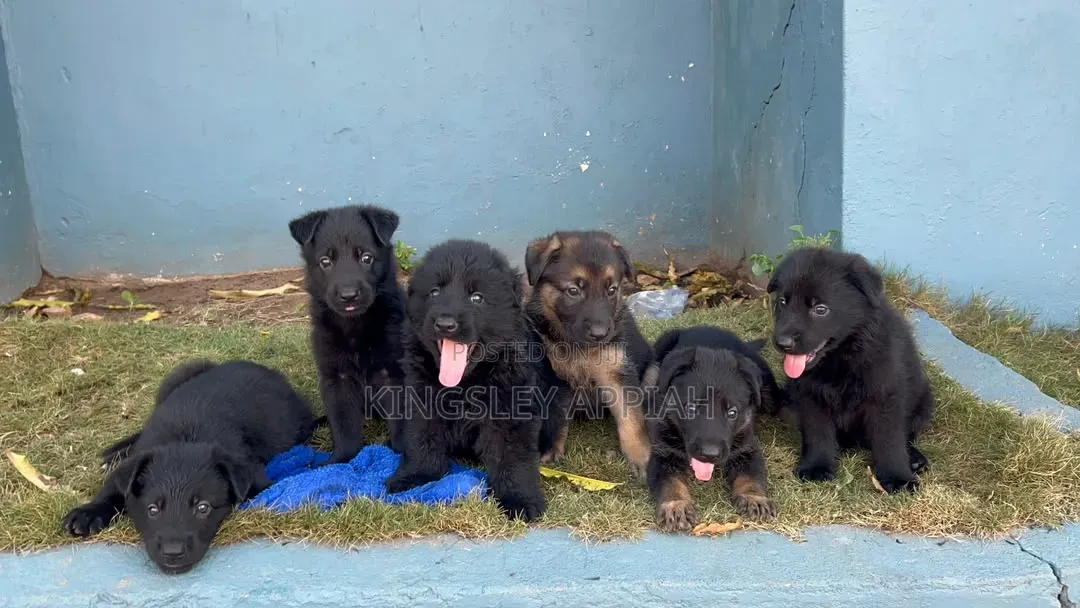 1-3 months Male Purebred German Shepherd