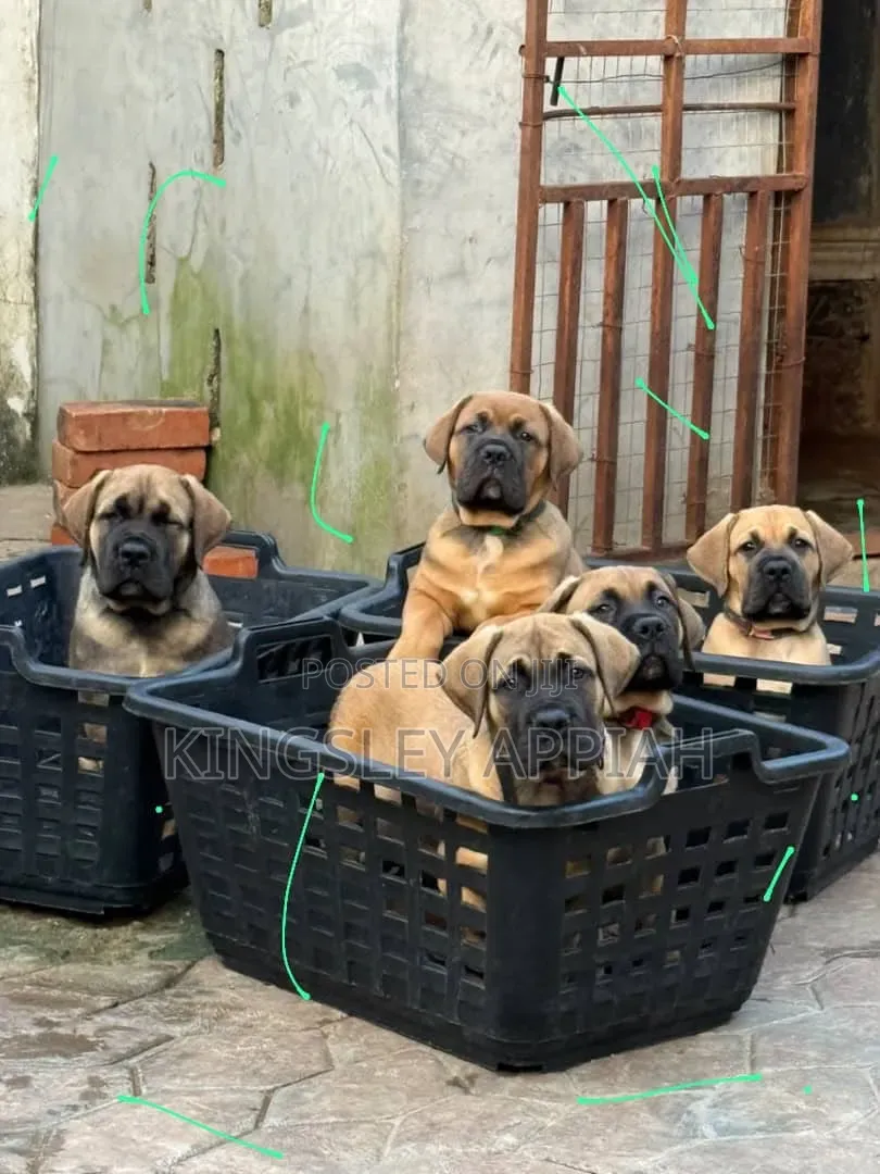 1-3 months Female Purebred Boerboel
