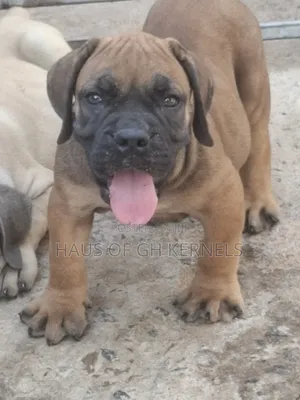 1-3 months Female Purebred Boerboel