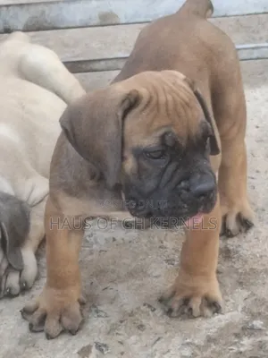 1-3 months Female Purebred Boerboel