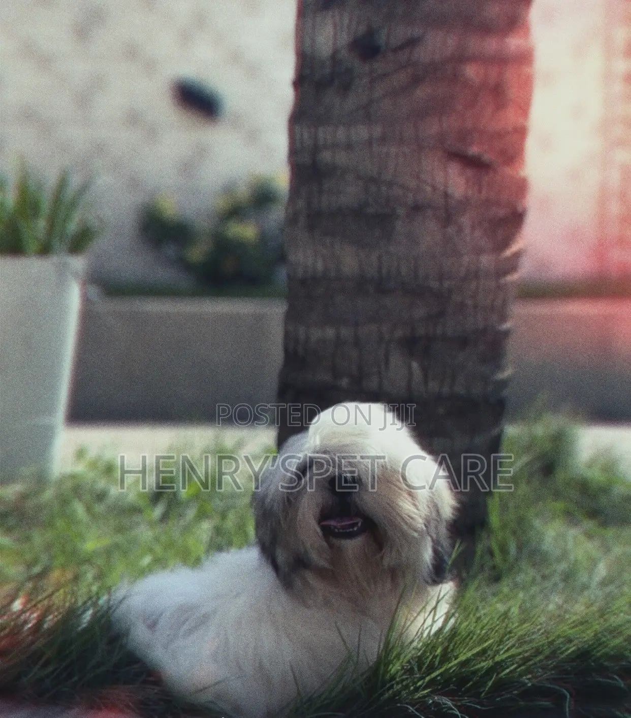 3-6 months Male Purebred Shih Tzu
