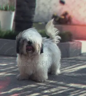 3-6 months Male Purebred Shih Tzu