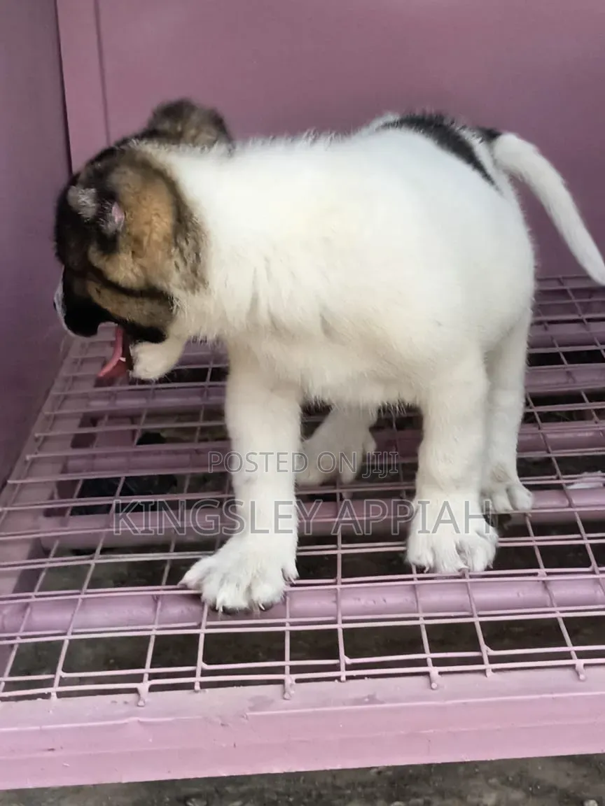 1-3 months Male Purebred Caucasian Shepherd