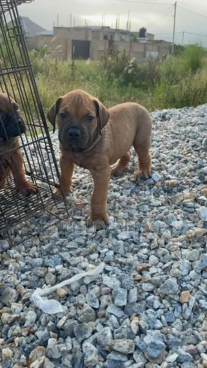 1-3 months Female Purebred Boerboel