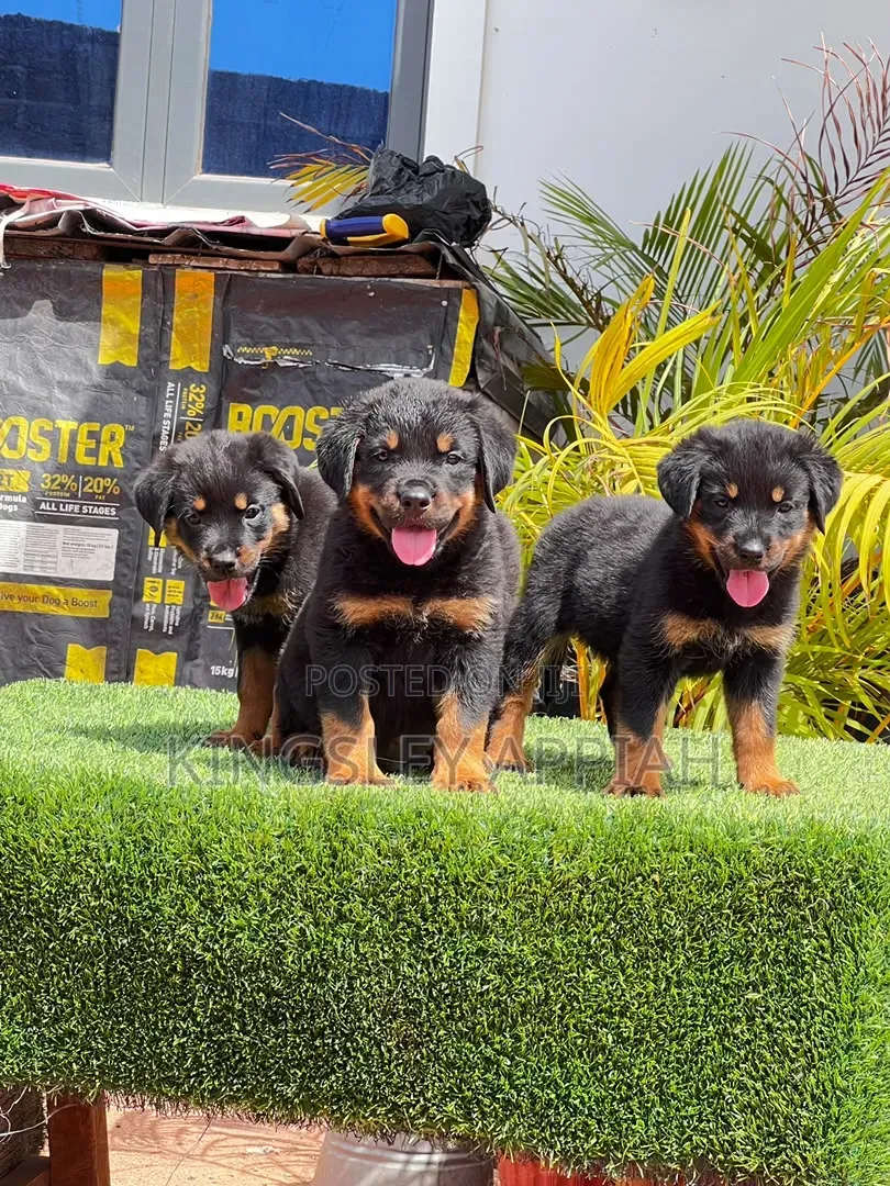 1-3 months Male Purebred Rottweiler