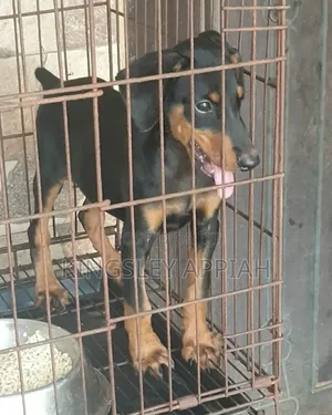 1-3 months Male Purebred Doberman Pinscher