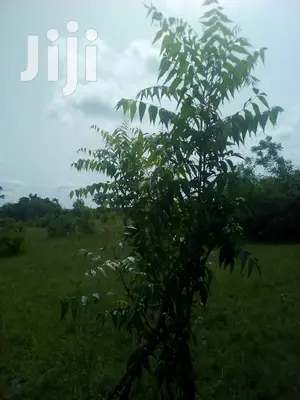 150 Acres of Land Farm Land