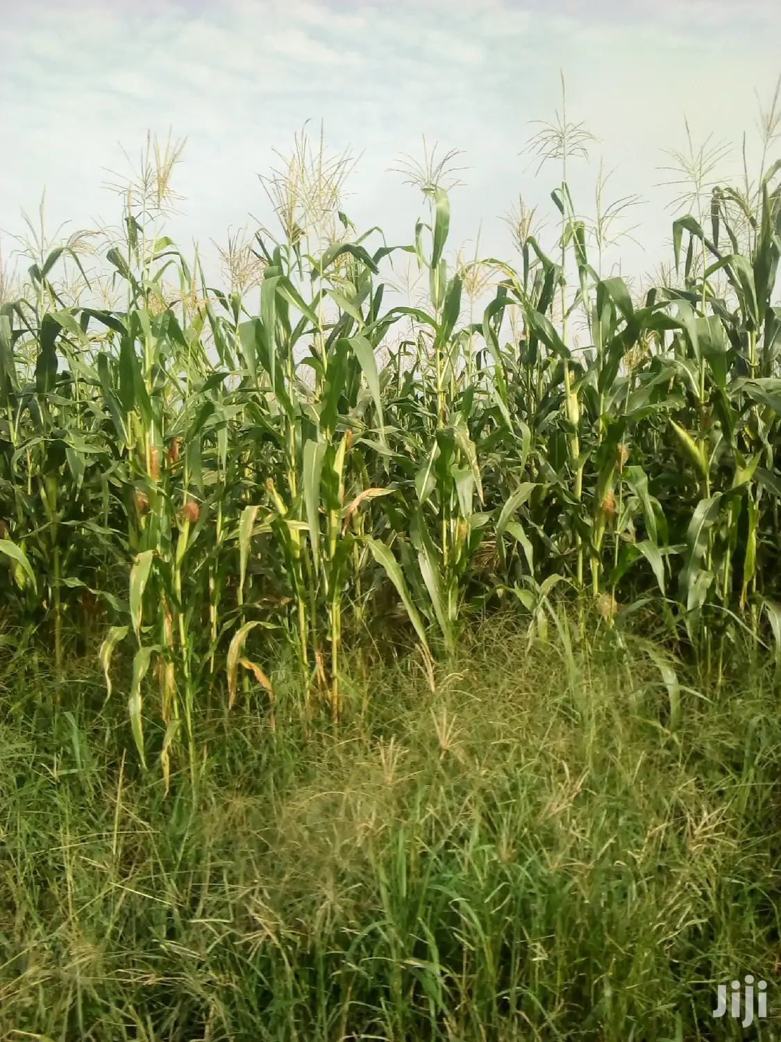 1000 Acres Available Farm Land For Sale