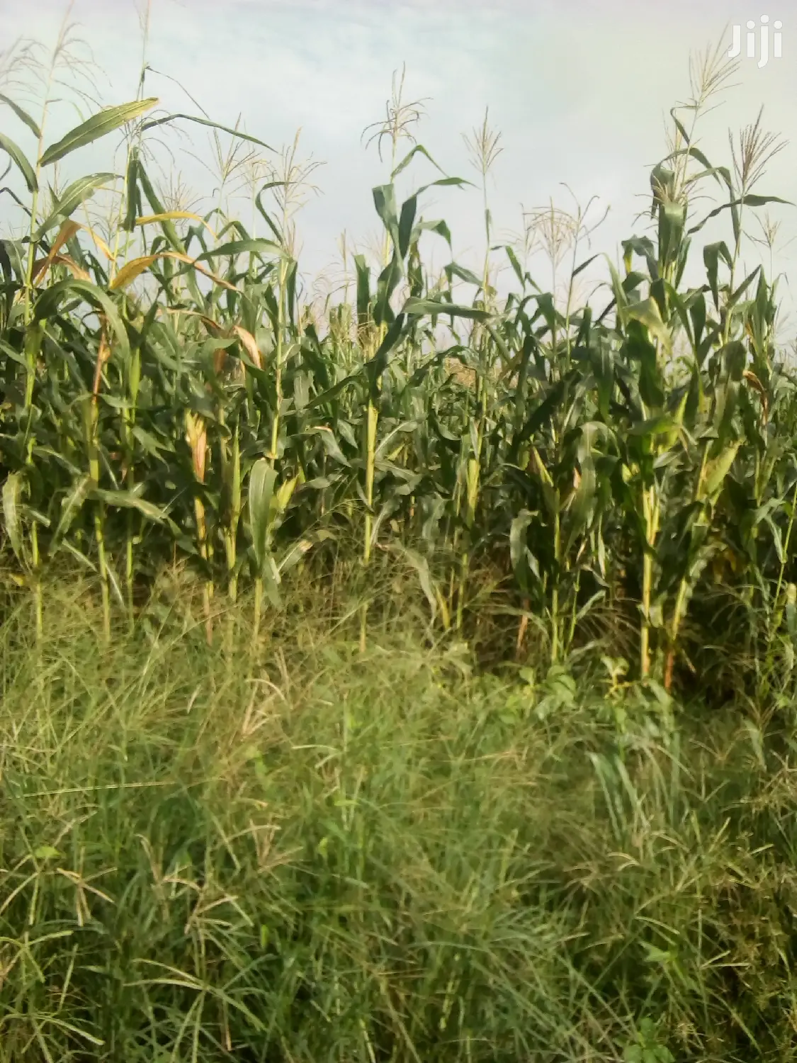1000 Acres Available Farm Land For Sale