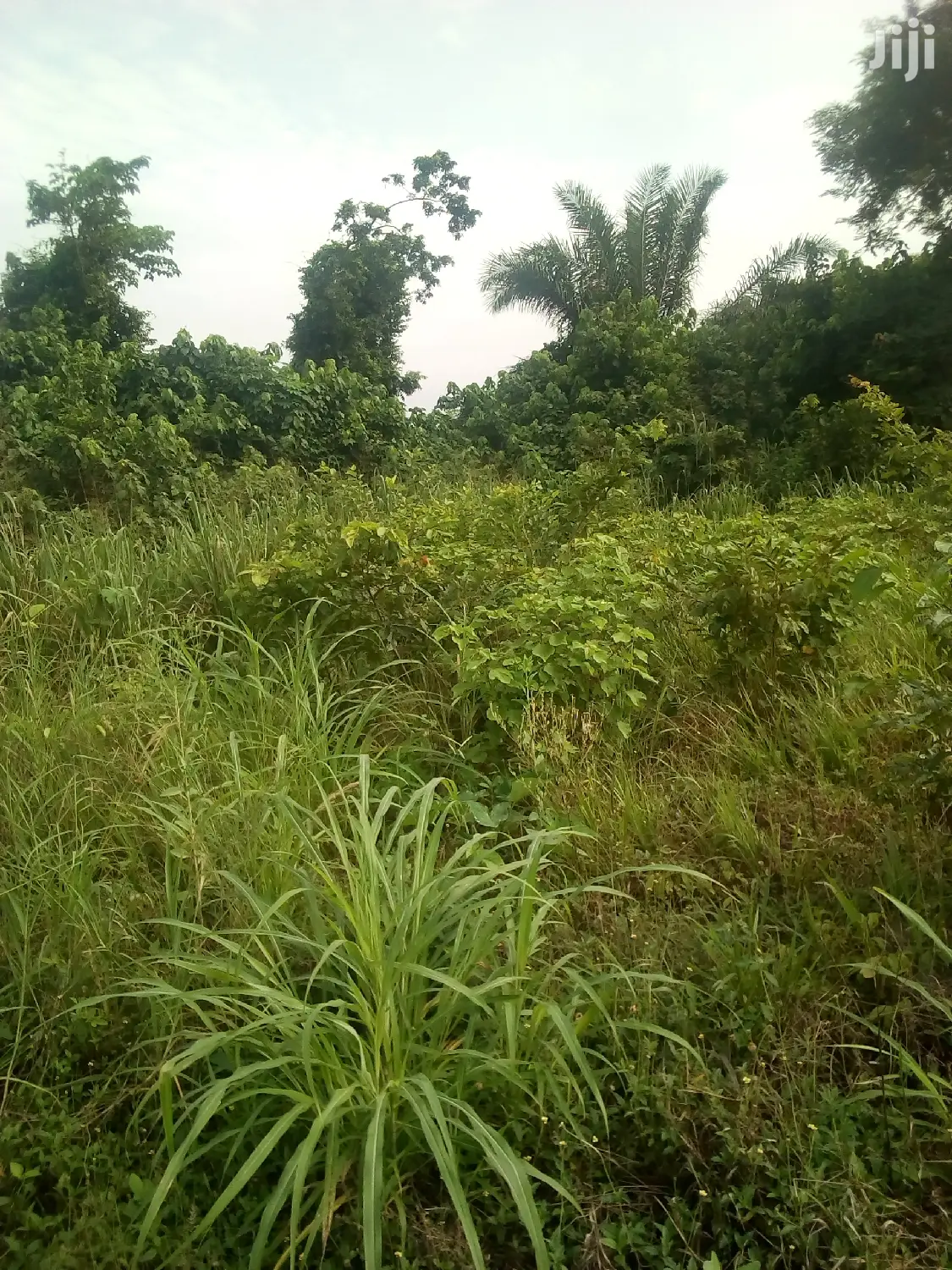 10.000 Acres Of Farm Land For Sale