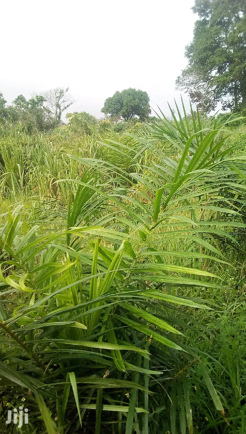 10.000 Acres Of Farm Land For Sale