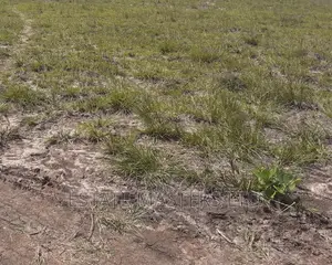 Flat Unique Serviced Plots