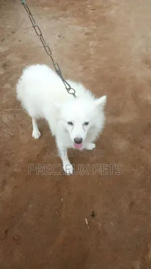 Adult Male Purebred American Eskimo