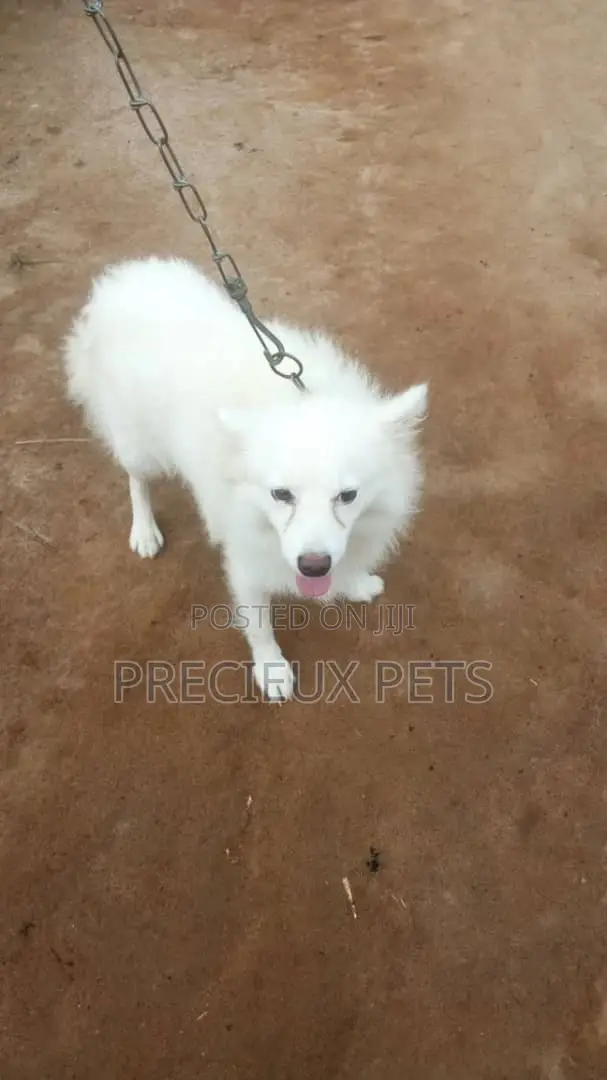 Adult Male Purebred American Eskimo
