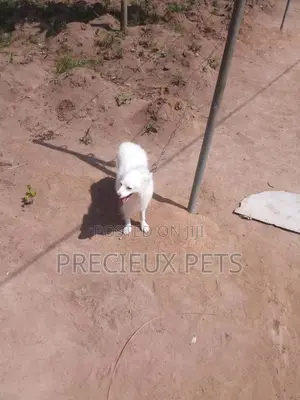 Adult Male Purebred American Eskimo