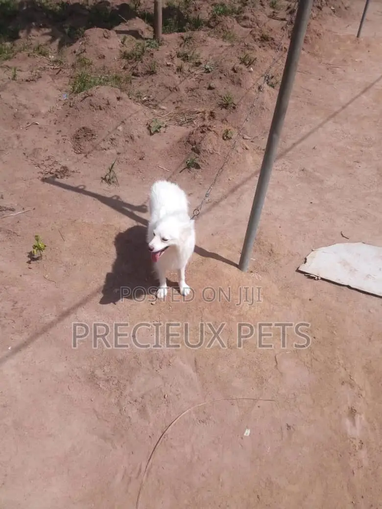 Adult Male Purebred American Eskimo