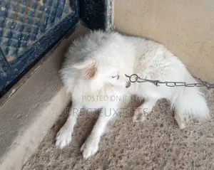 Adult Male Purebred American Eskimo