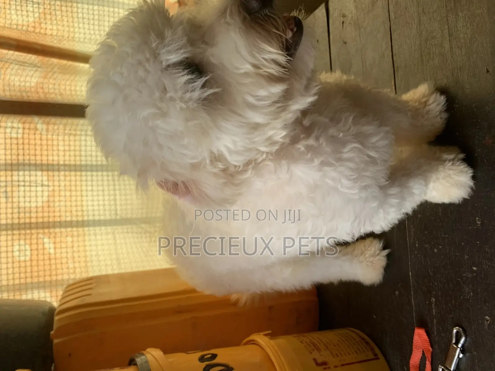 1+ Year Male Purebred Maltese
