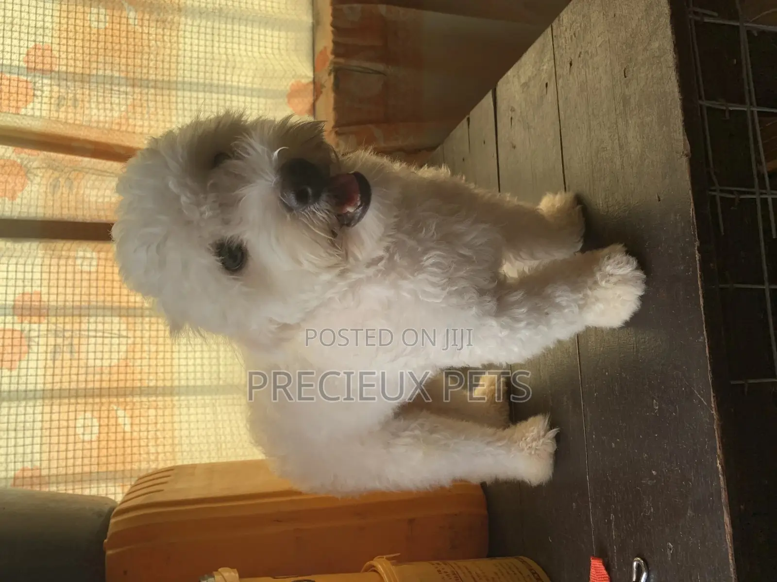 1+ Year Male Purebred Maltese