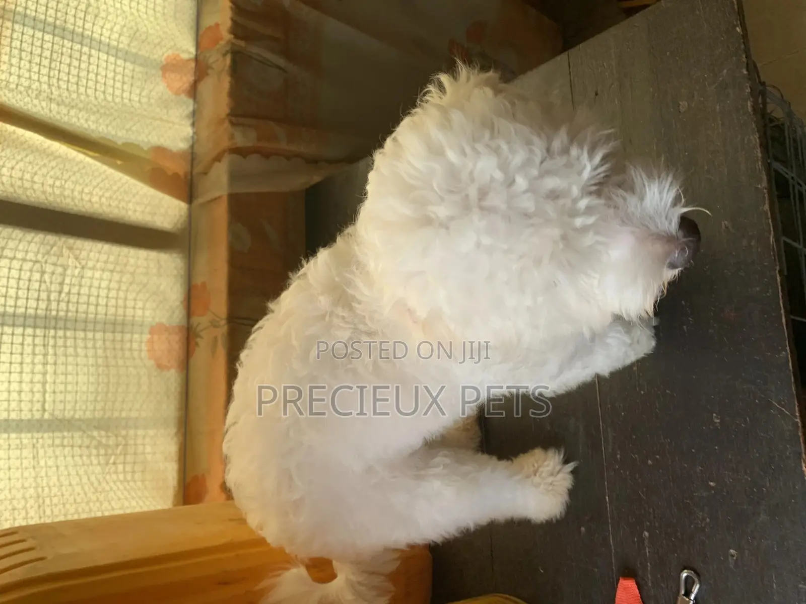1+ Year Male Purebred Maltese