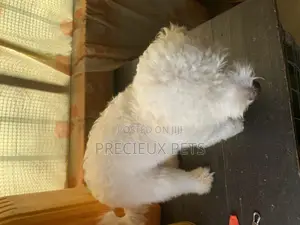 1+ Year Male Purebred Maltese