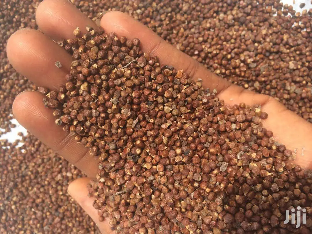 Grains of Paradise (Aligator Pepper)