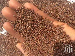 Grains of Paradise (Aligator Pepper)
