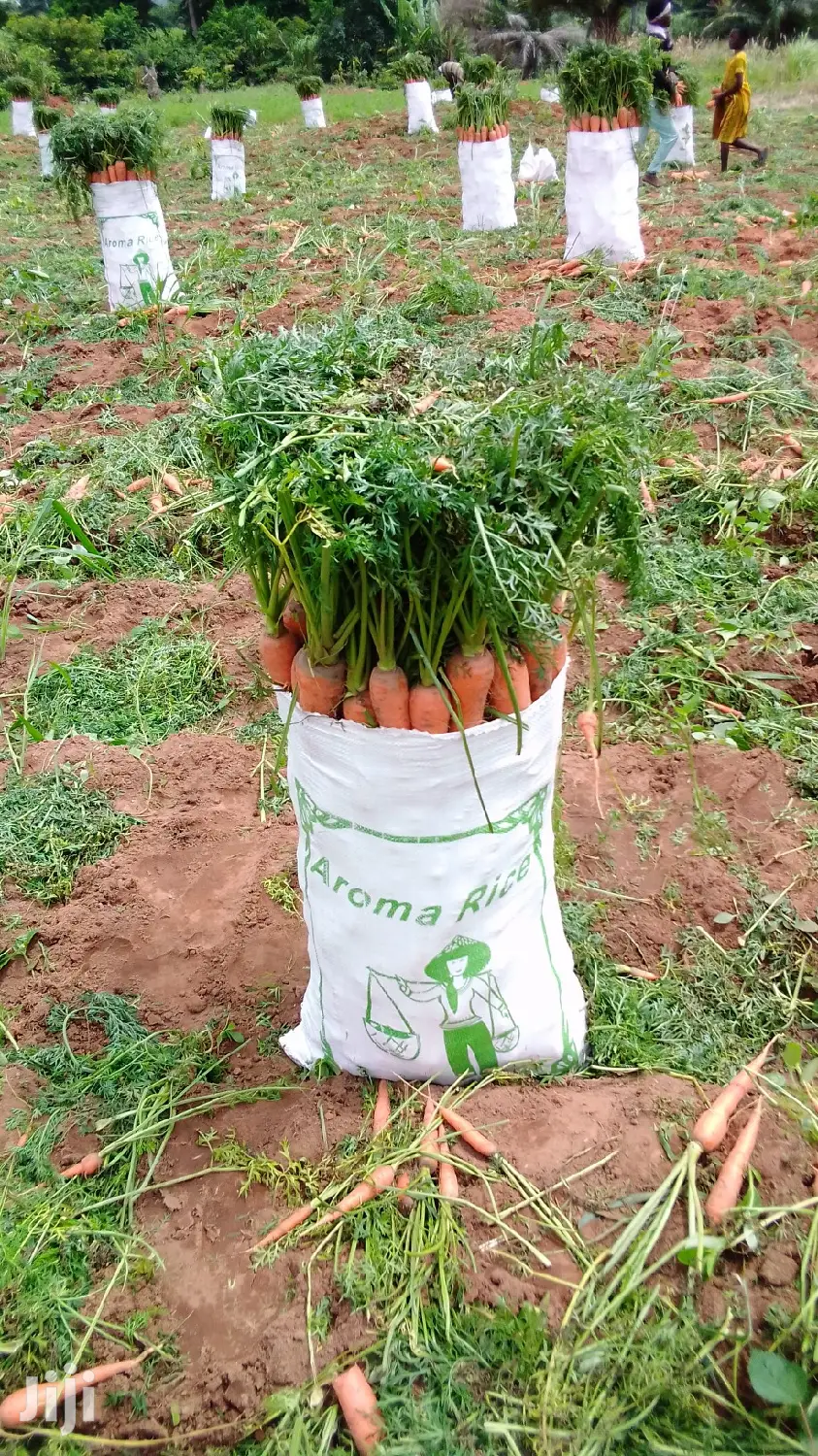 Fresh Carrots