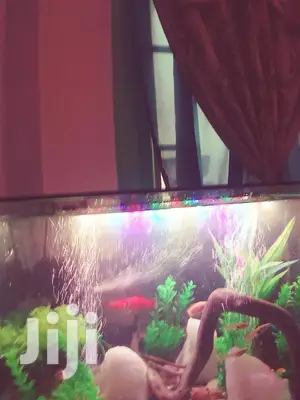 Aquarium Complete Setup