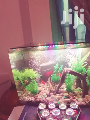 Aquarium Complete Setup