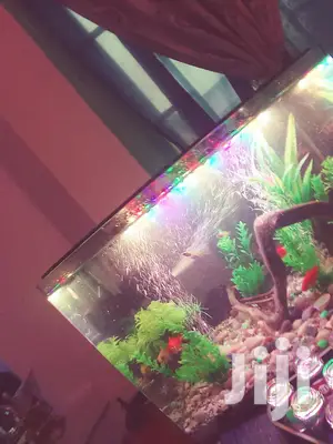 Aquarium Complete Setup