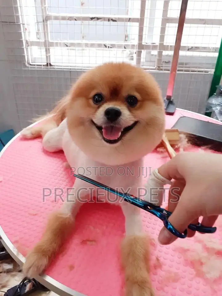 Grooming Appointment For Toy Dogs